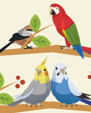 Birds illustration