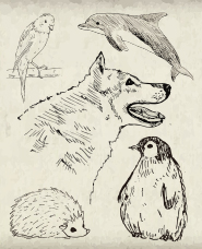 Sketch style animal illustrations